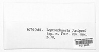 Leptosphaeria juniperi image